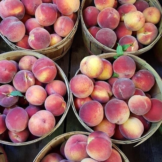 Hennigar's own tree ripened peaches are here!  Super sweet and juicy 👌🍑 #hennigarsfarmmarket 
#hennigars
#peaches
#annapolisvalley 
#doitinwolfville