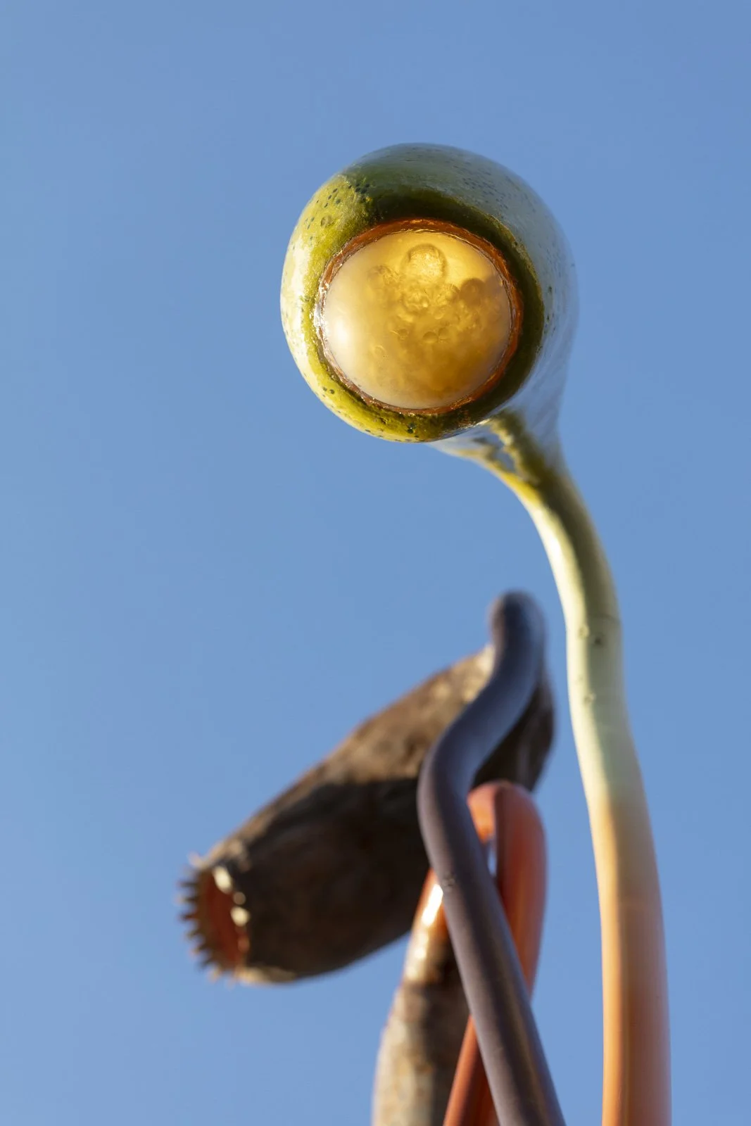 RegenerationalSporophytes_FurbackenPublicArt_37w.jpg