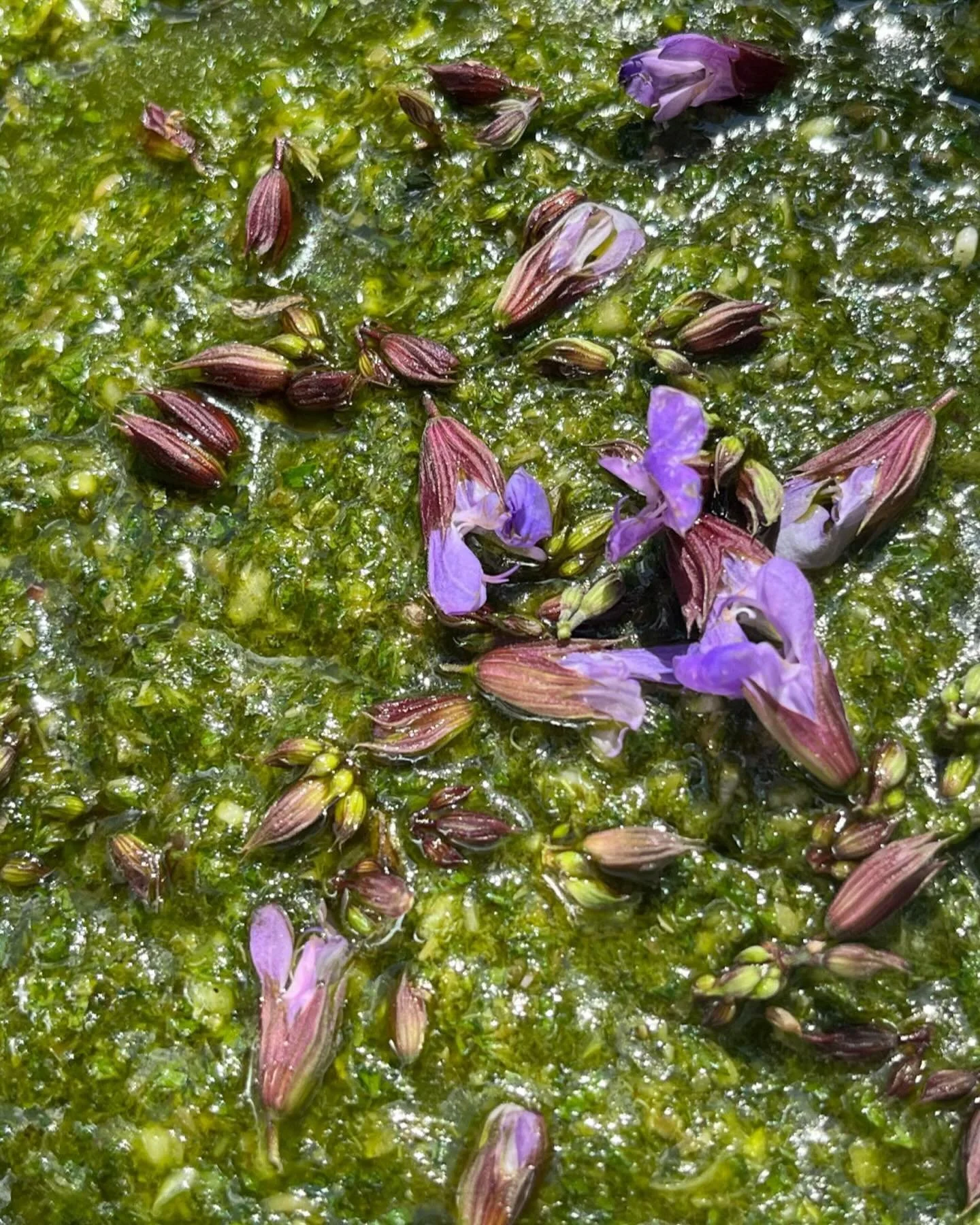 ~Jerusalem artichoke~Asparagus~Cannellini&rsquo;s cousin bean dip~Sage flowers 
@amoonfarm @willowwisporganicfarm @unsqgreenmarket 

&ldquo;Emotional maturity is knowing the difference between your true needs and temporary cravings. Your needs help y