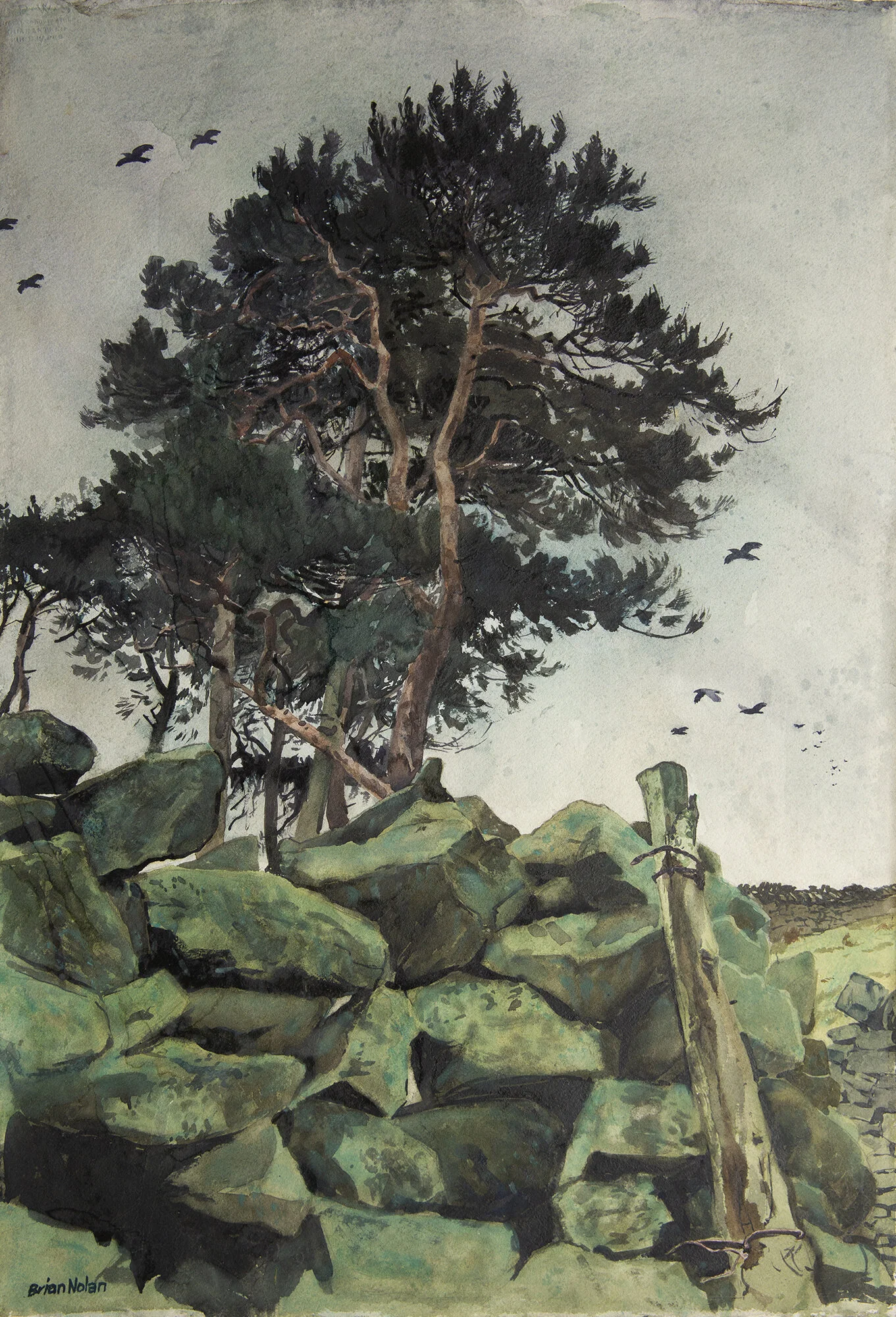 Drystone Wall and Conifers. Watercolour, 40 x 58 cm.