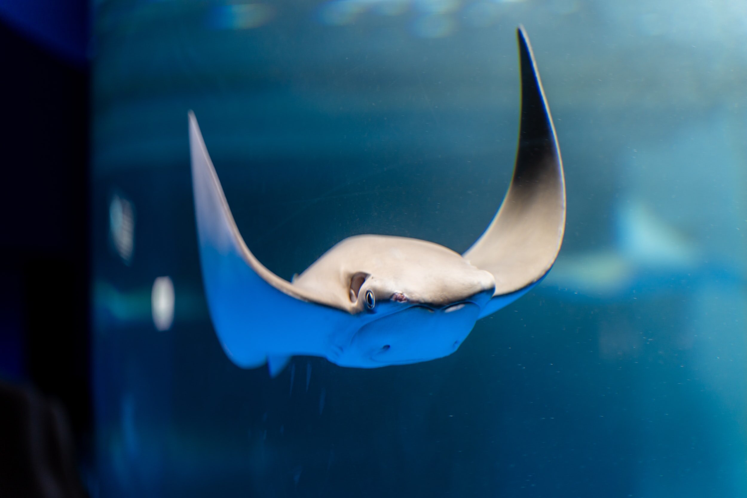 Volunteering Resources | Fish Image to flow with site design | theYvonne