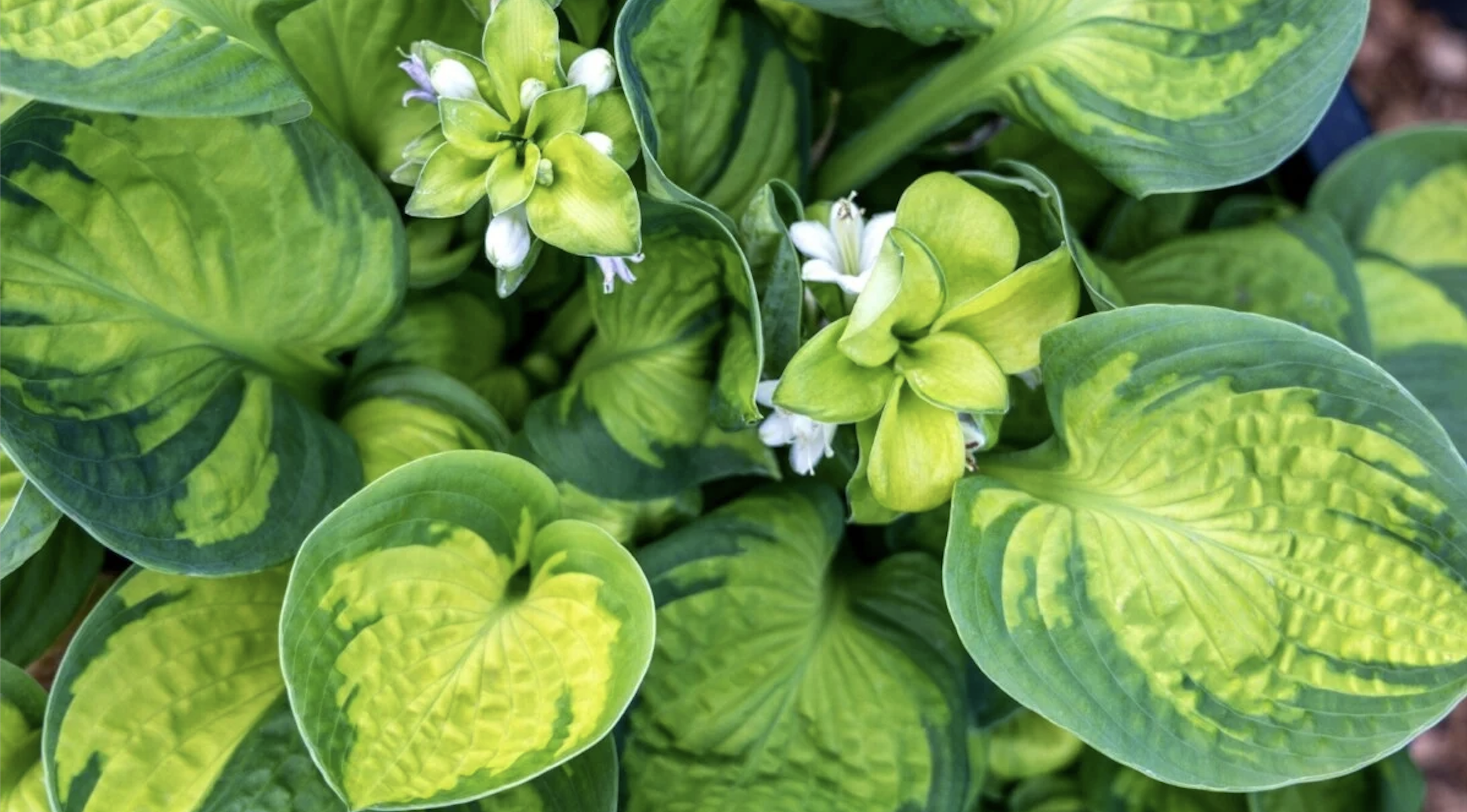 Choosing the Right Plants for Your Memphis Landscaping