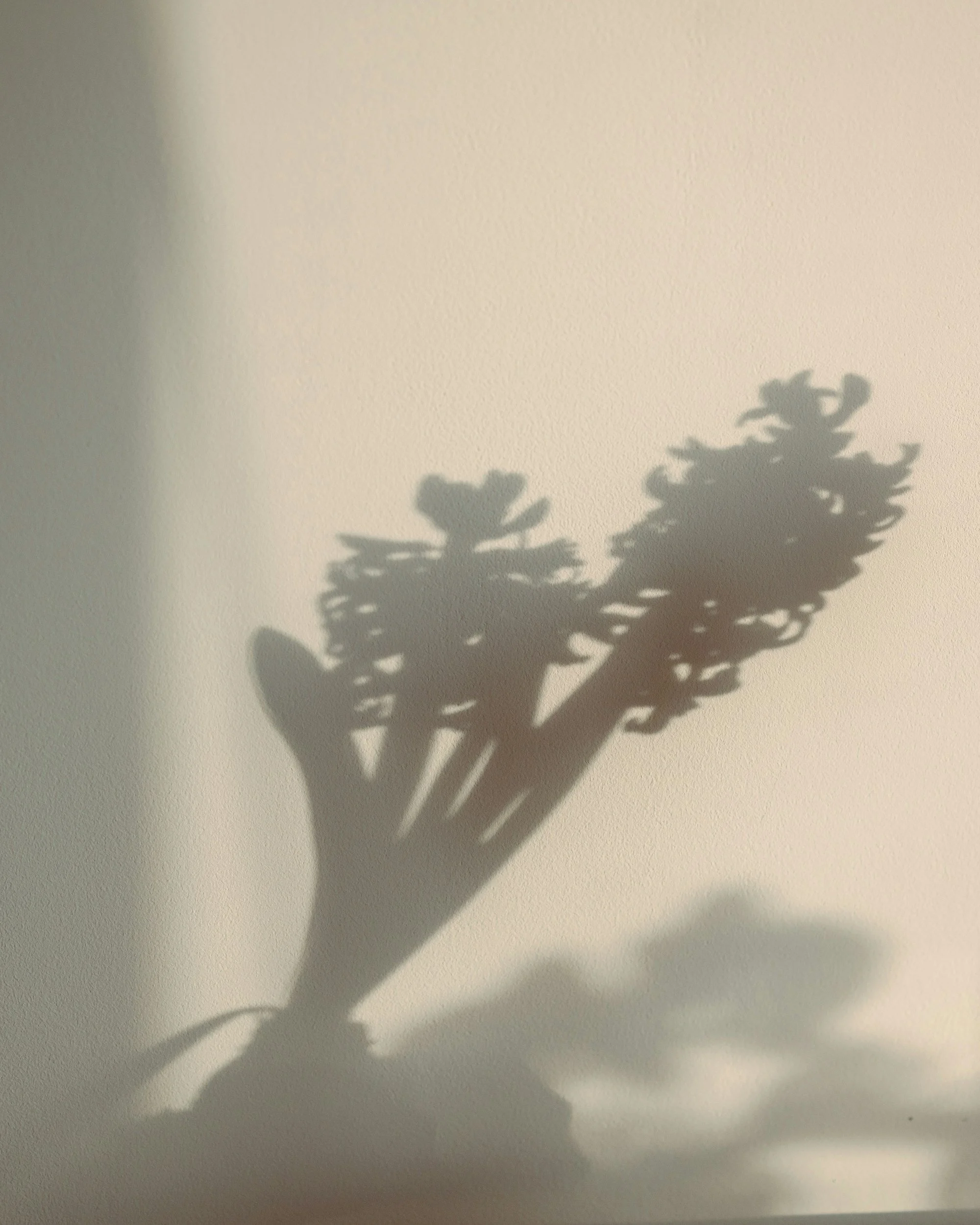 Shadow of a bouquet of flowers cast on a wall.