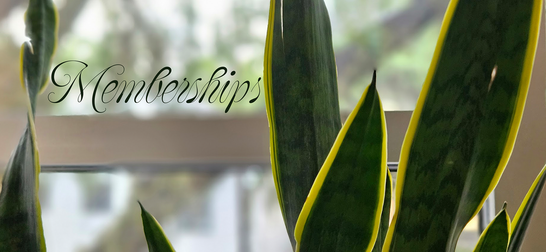 Close-up of green leaves with yellow edges and the word 'Memberships' written in elegant, black cursive font on a semi-transparent background.