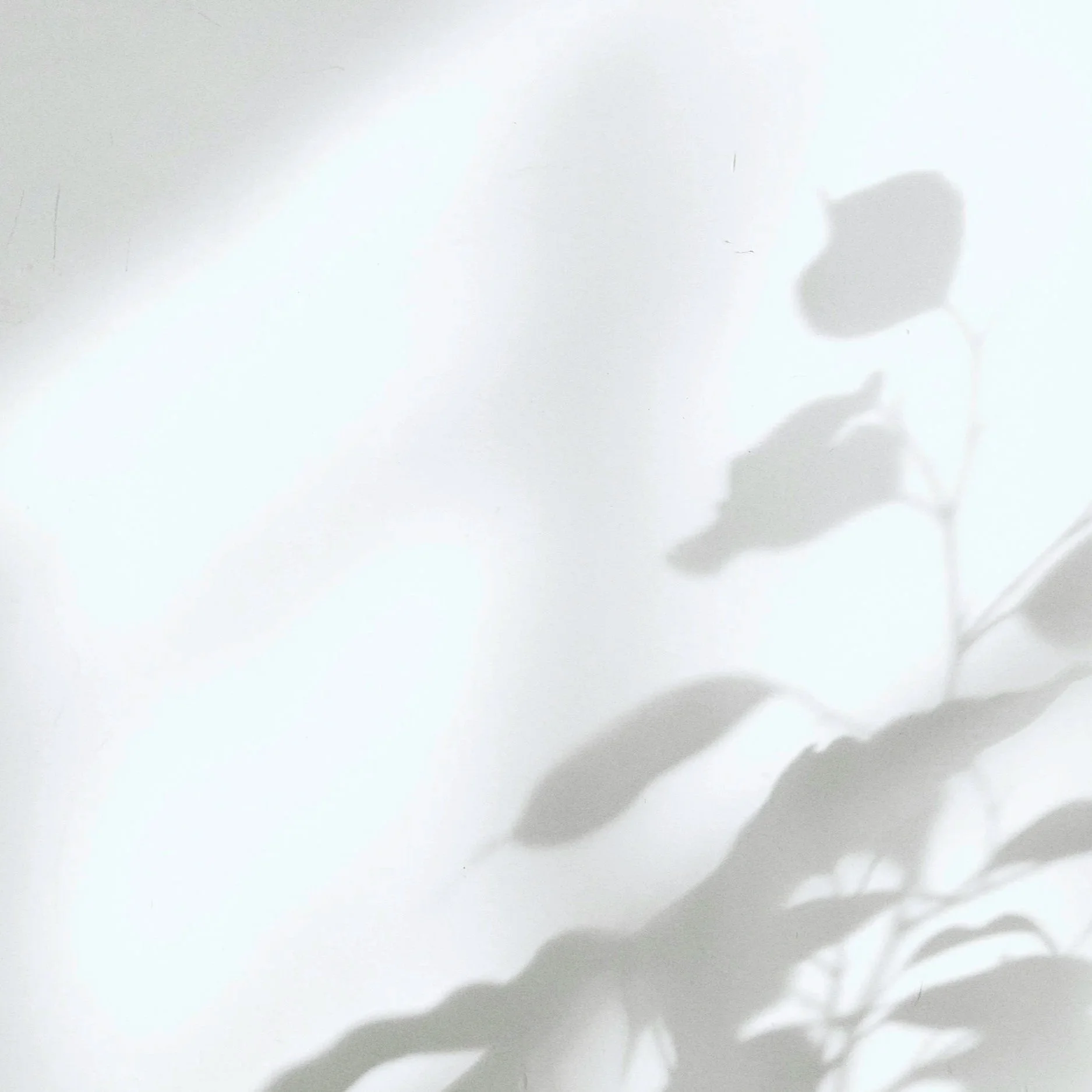 Shadows of leaves cast on a white wall in natural light.