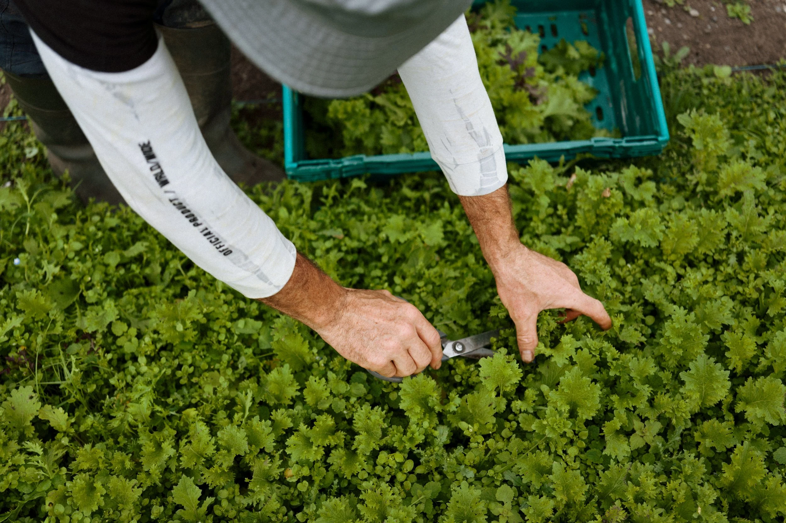 Killruddery Aug25 0113.JPG