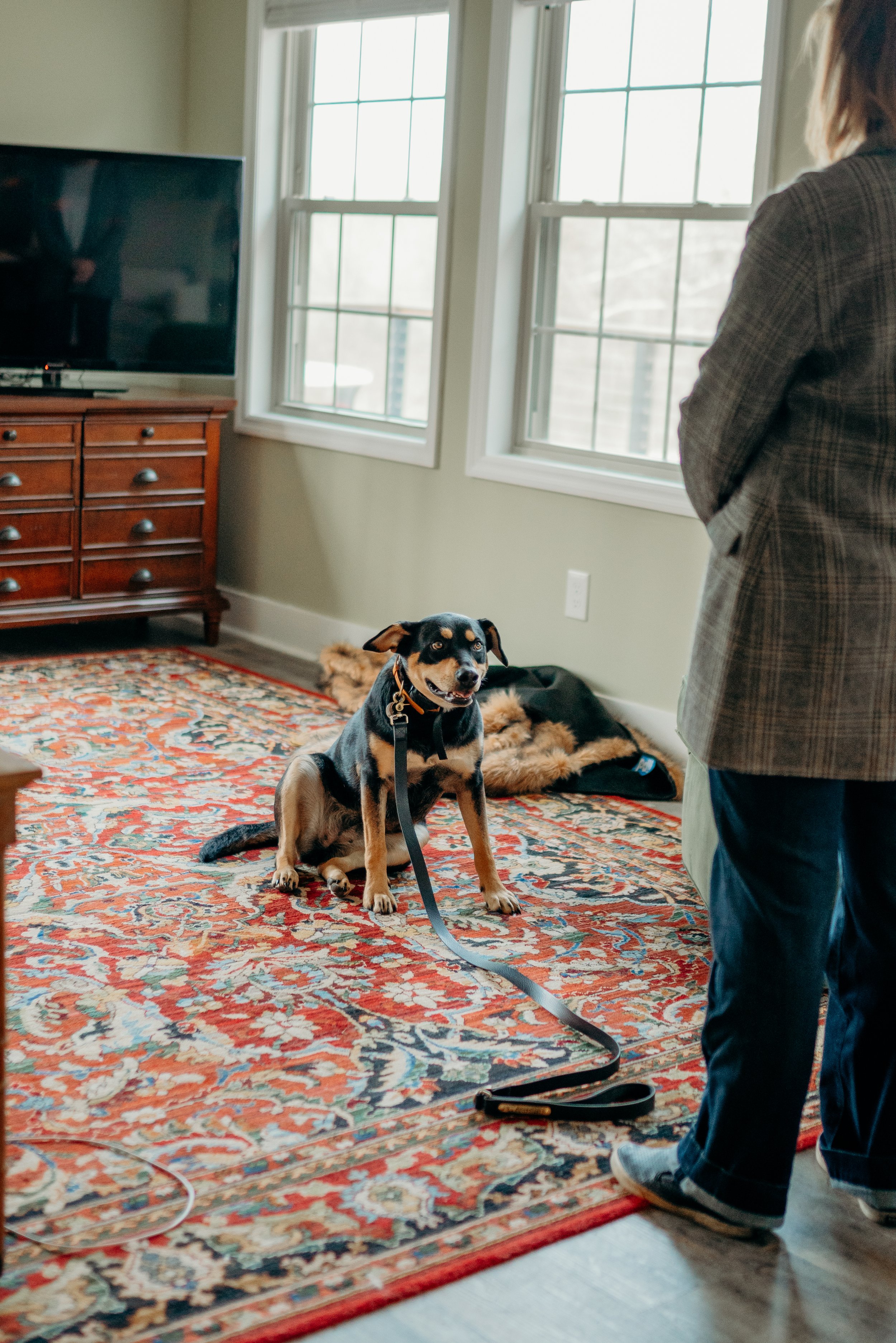 InHome Dog Trainer — AllStar Canine Academy Dog Trainer in Mount