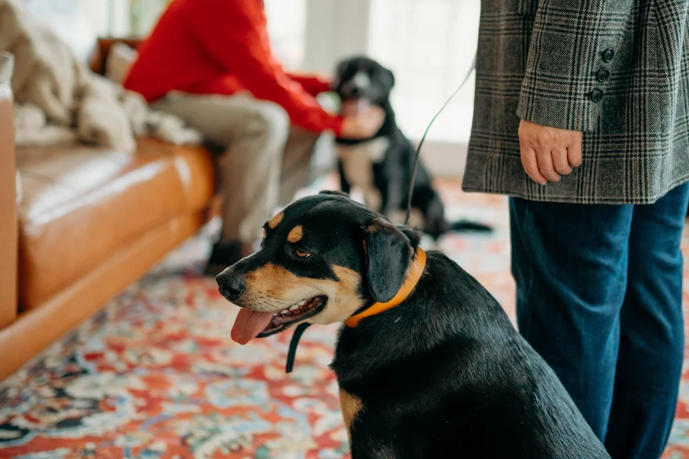 InHome Dog Trainer — AllStar Canine Academy Dog Trainer in Mount