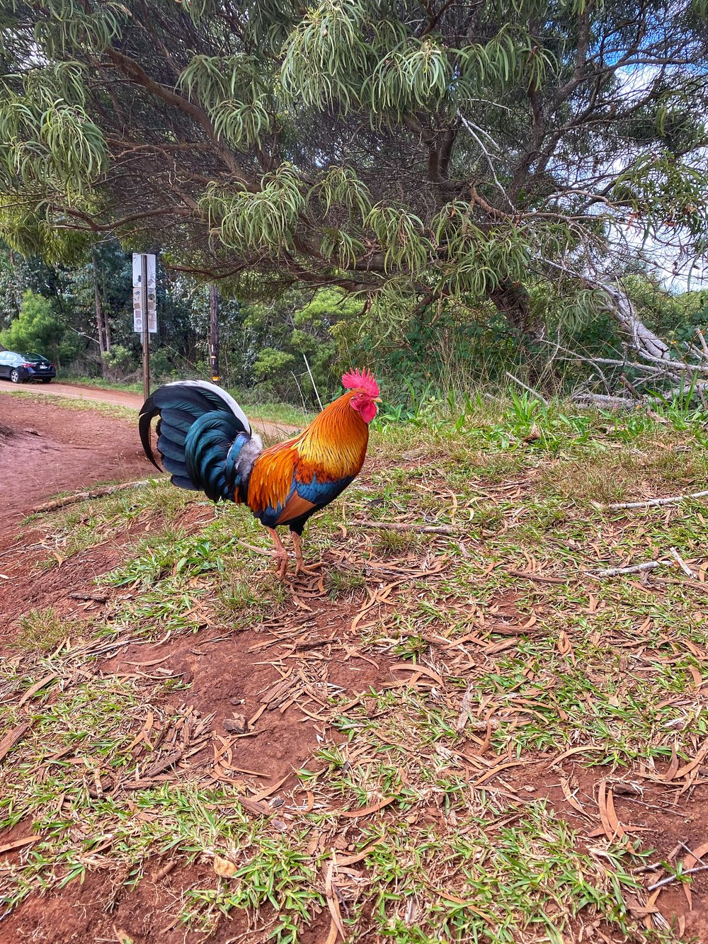  Rooster at Waimea Canyon, Kauai 