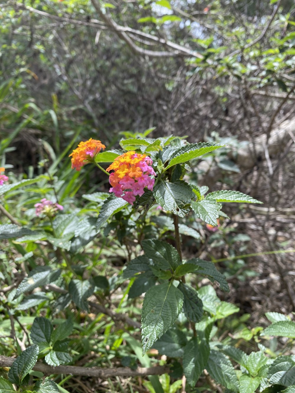  Lantana flower, Kauai 