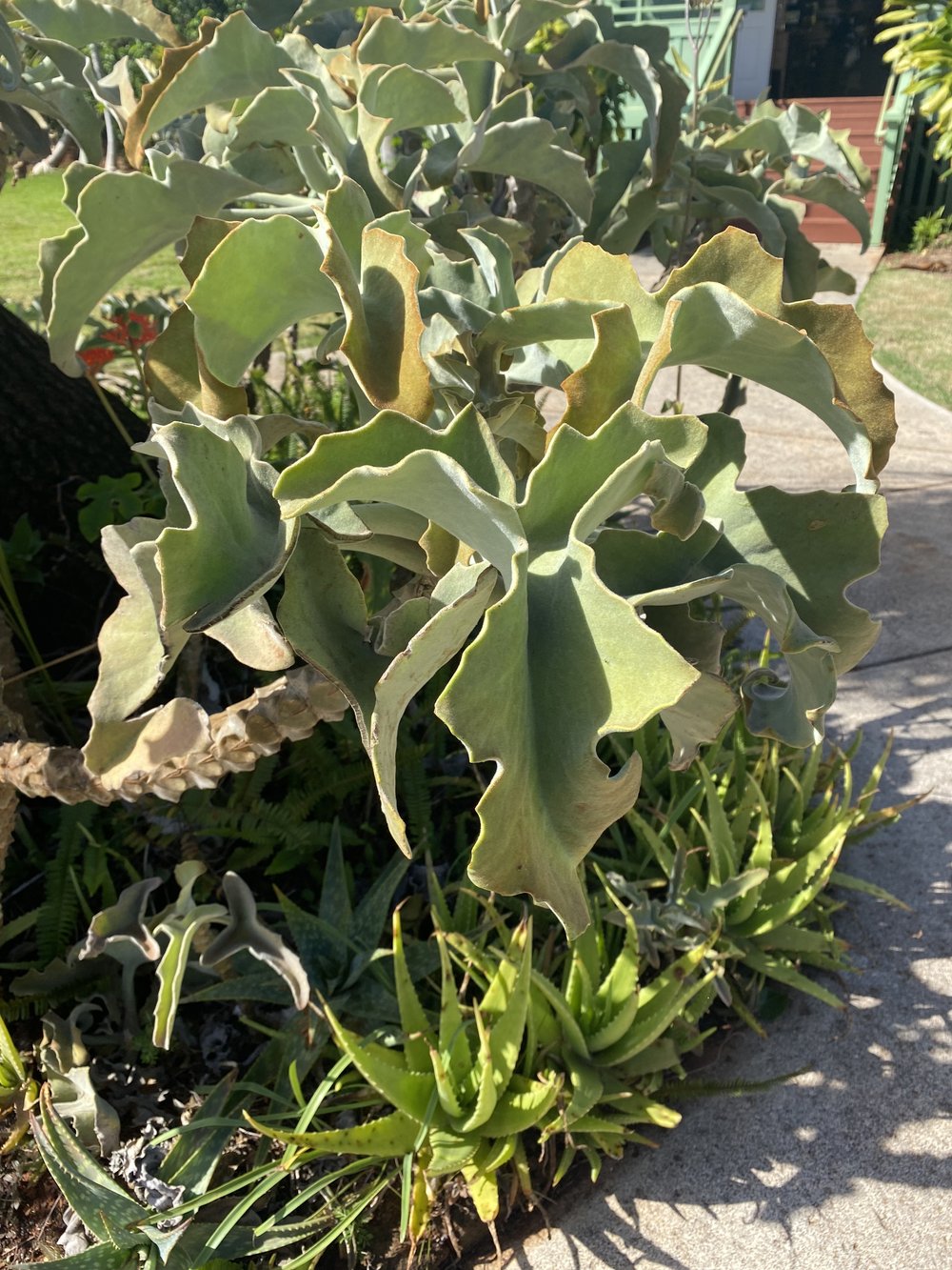  Elephant's Ear Kalanchoe, Kauai 