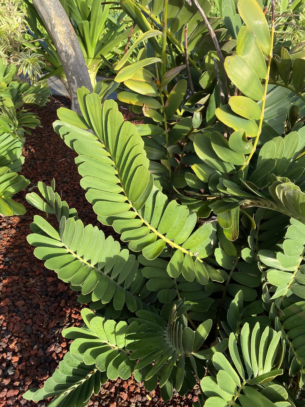  Who knows the name of this? Kauai 