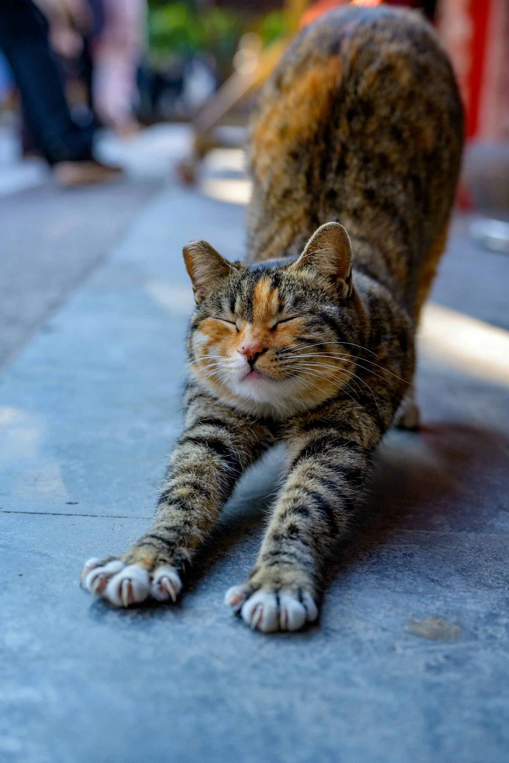 Cat stretching with its eyes closed.