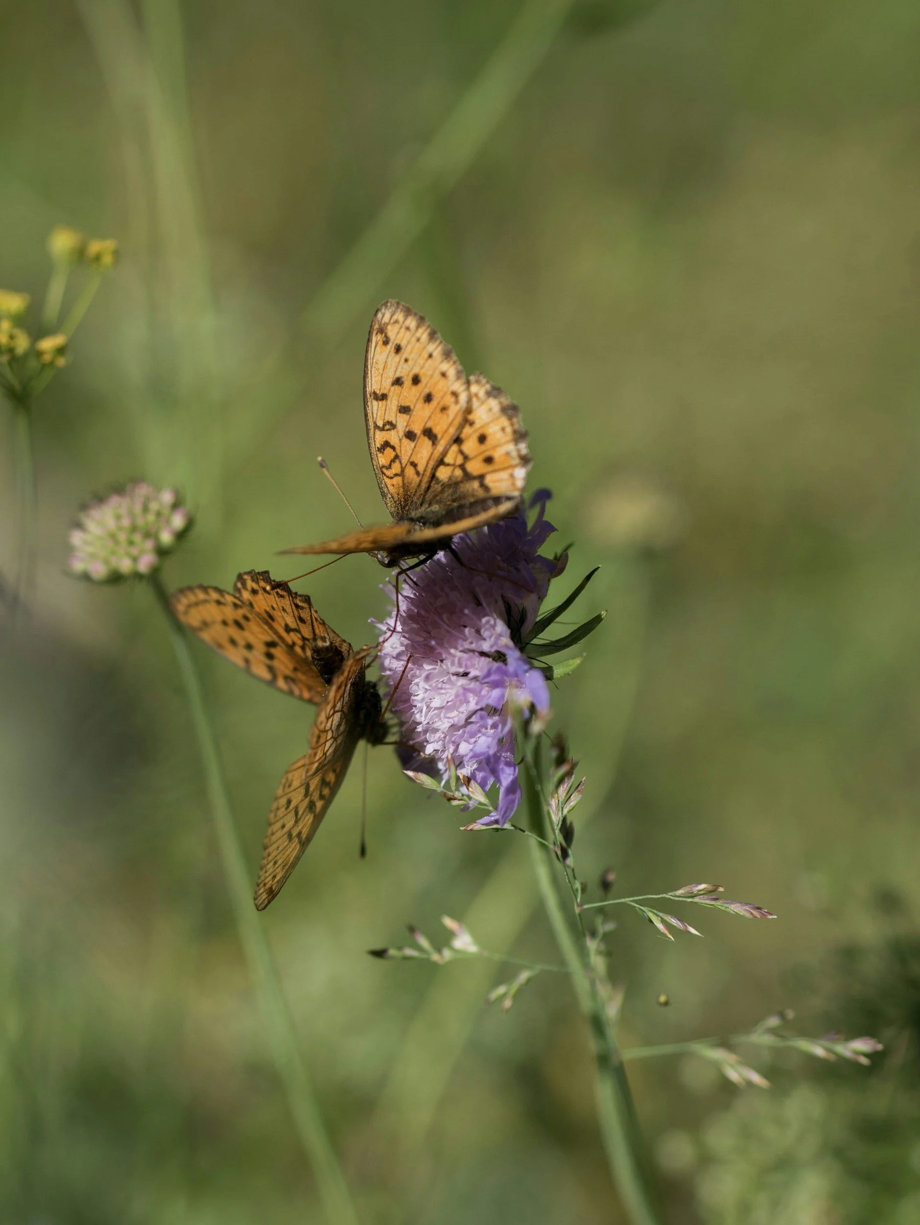 Two butterflies representing a couple for therapy.