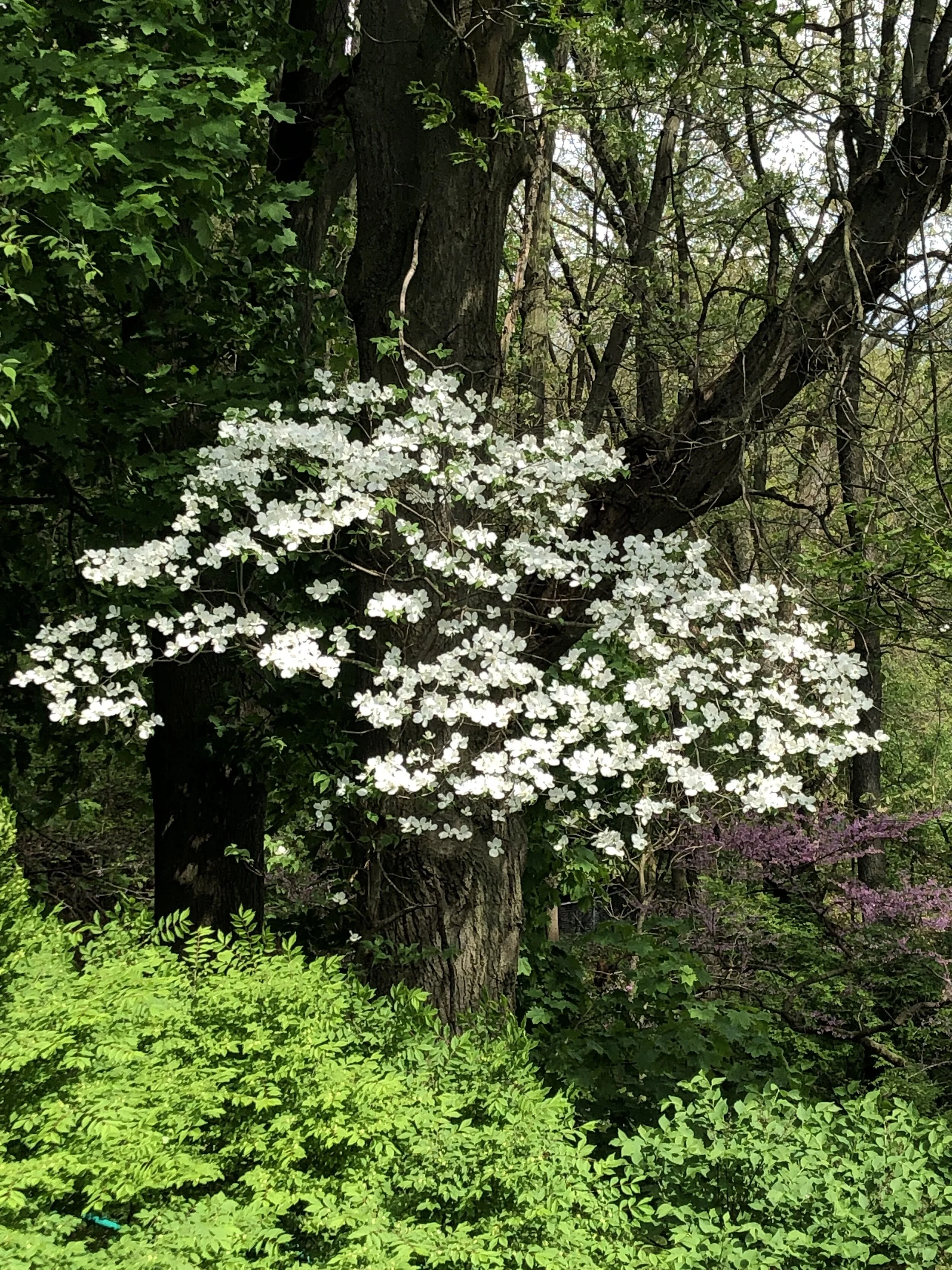 Dogwood