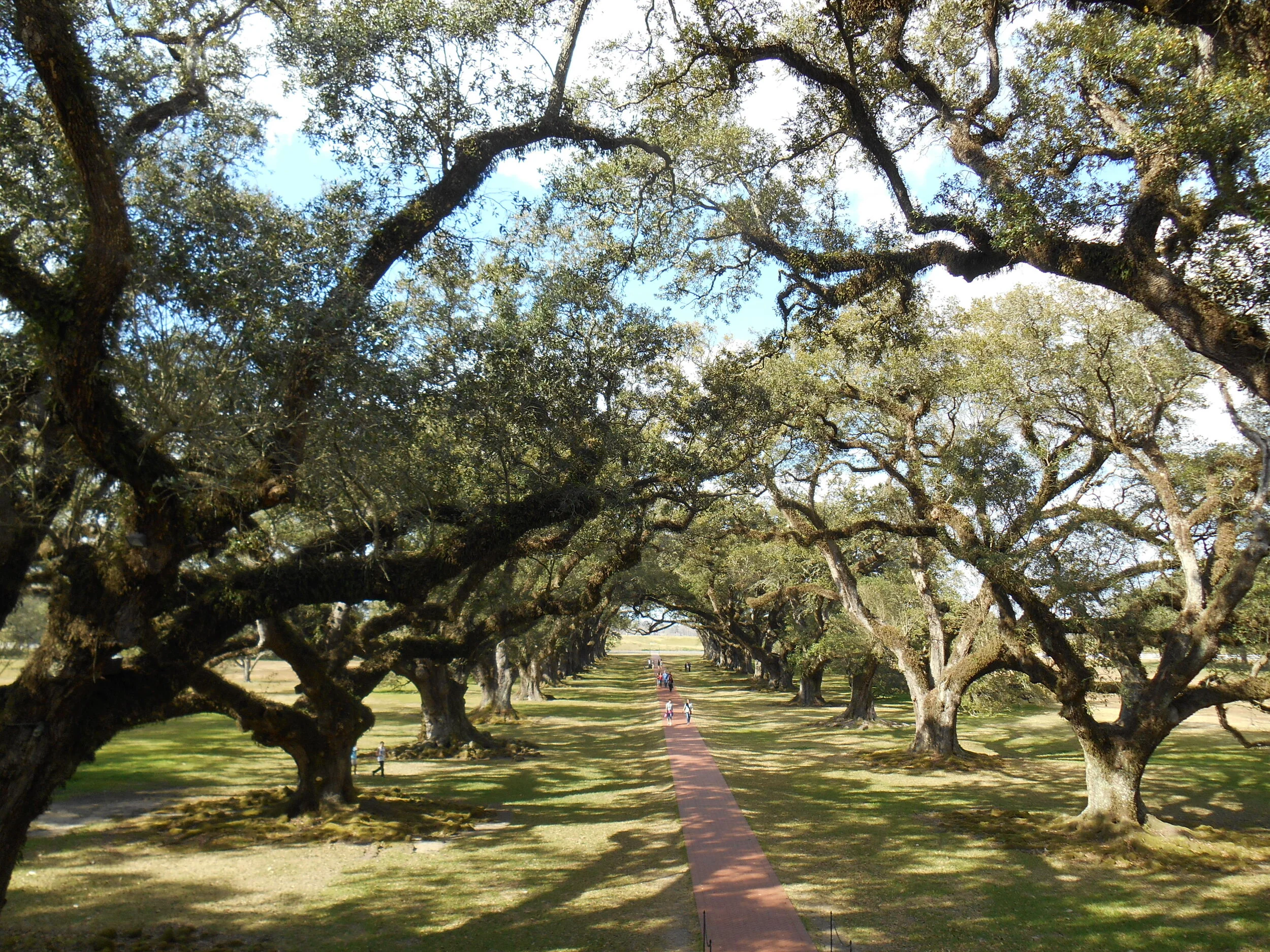 Oak Alley