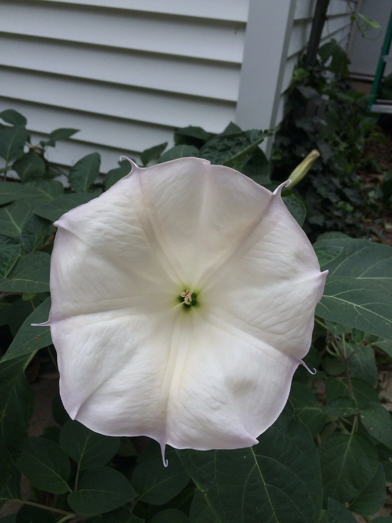 Moon Flower