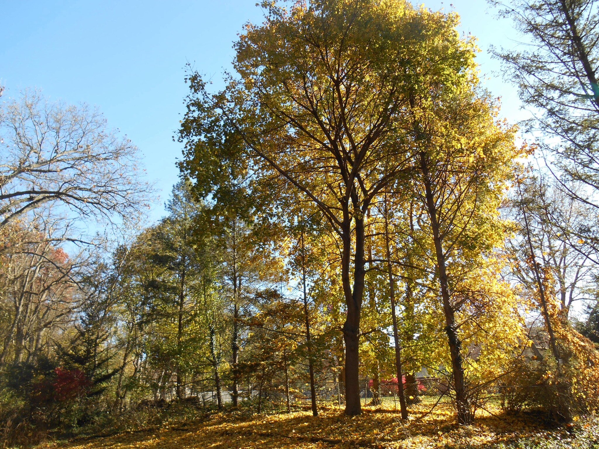 Fall in the Back Yard