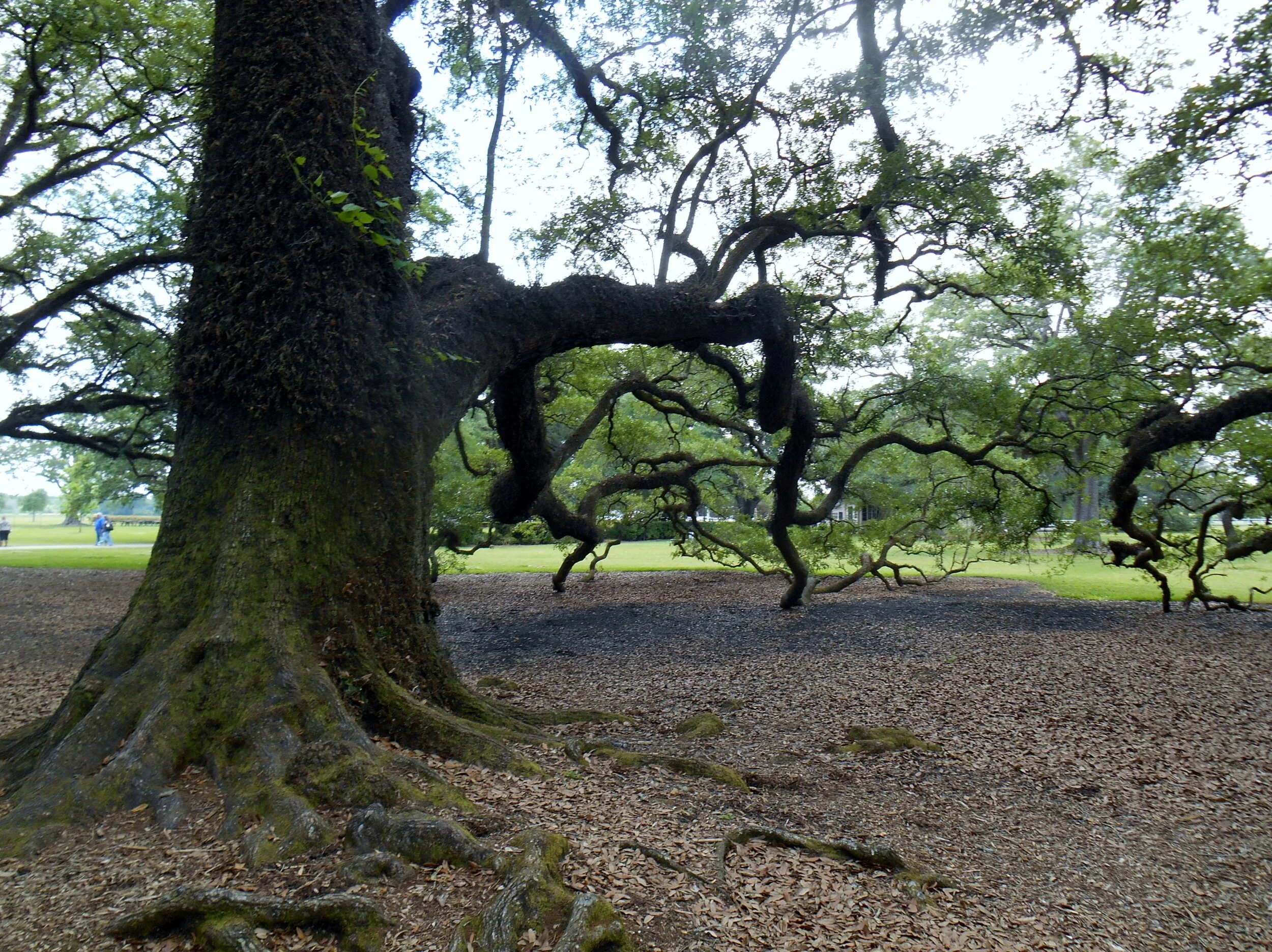 Mighty Oak