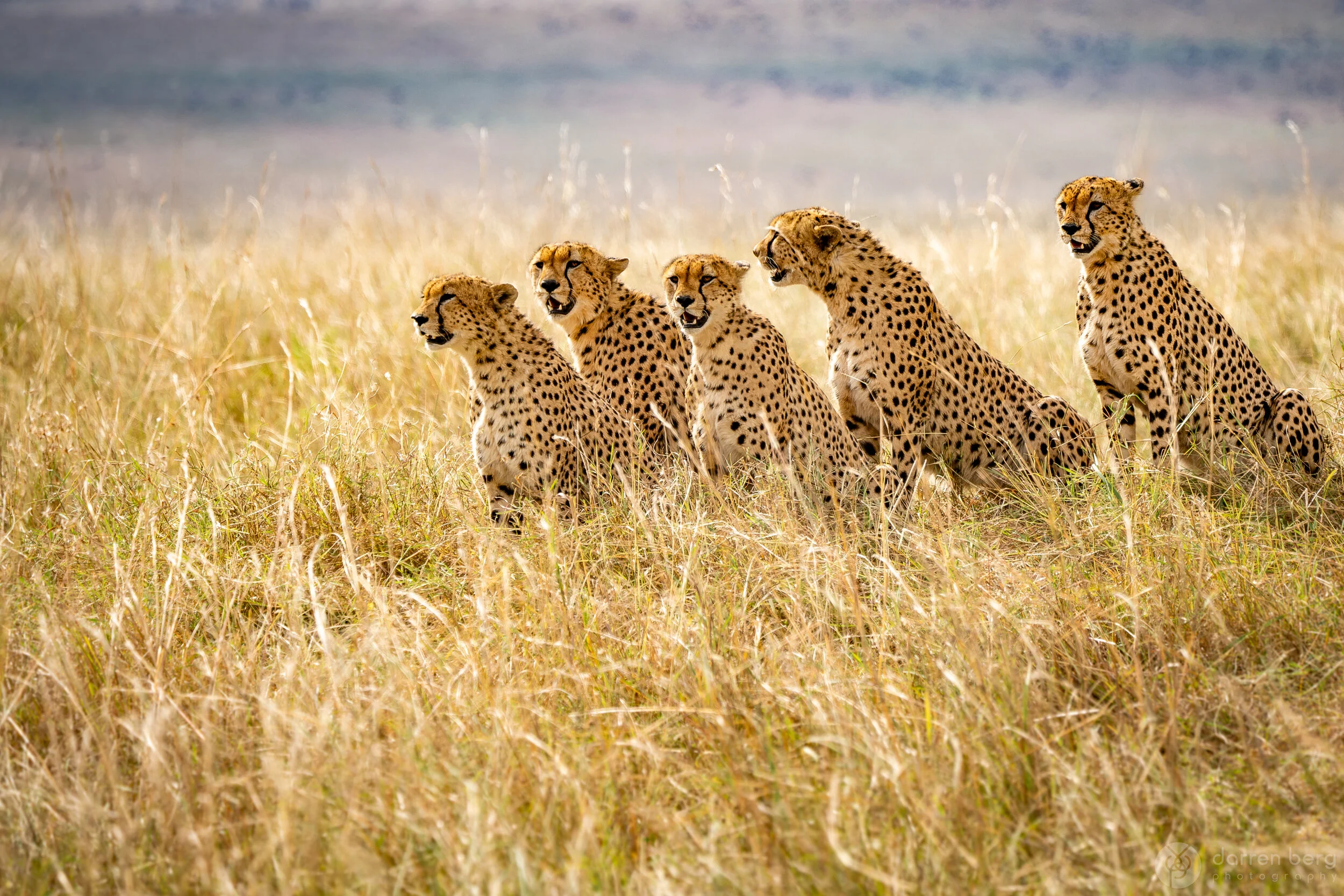 Surveying the herd before the kill.jpg