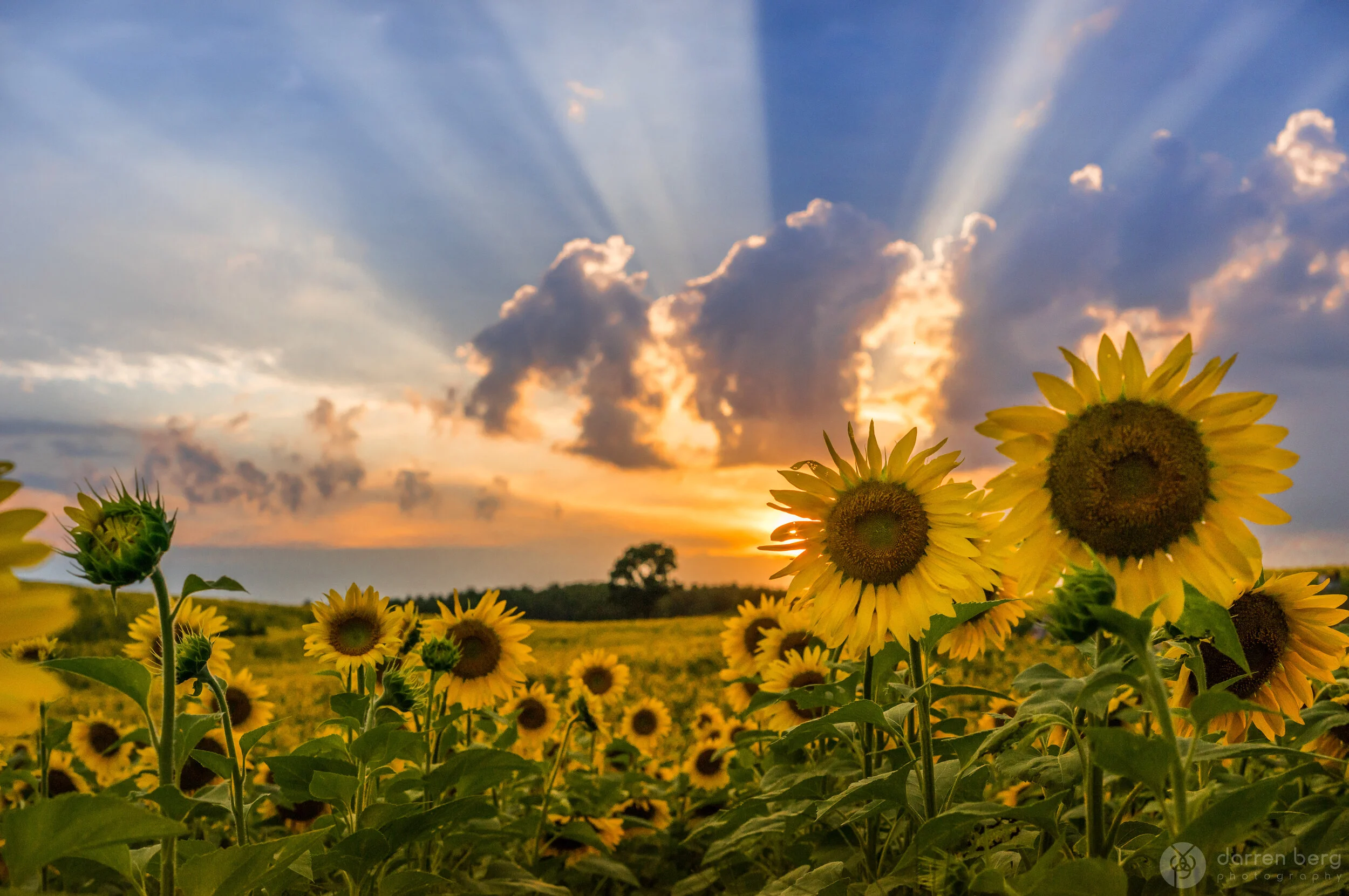 Sunflower Sunburst.jpg