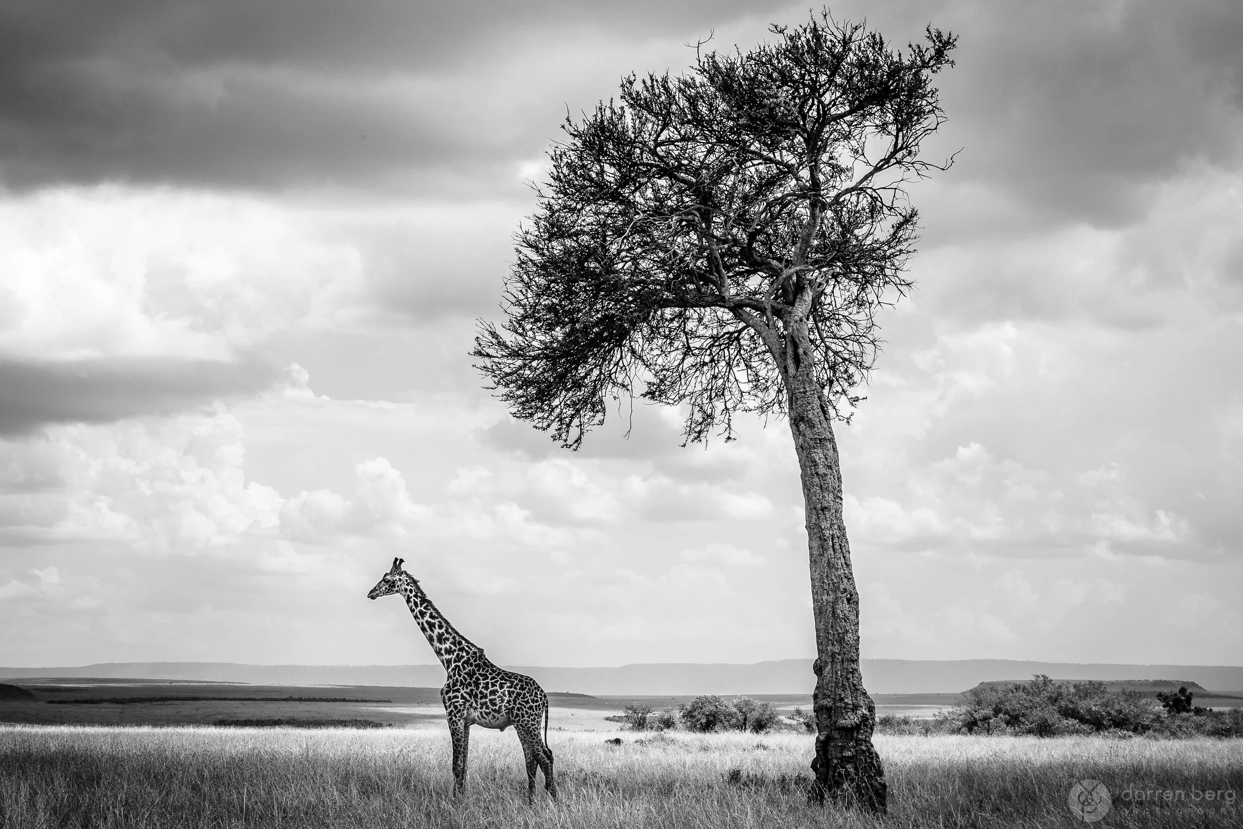 Giraffe and Acacia.jpg