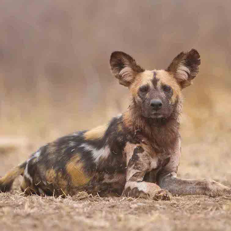 African Wild Dogs - Best Countries in African to Go on a Safari.jpg