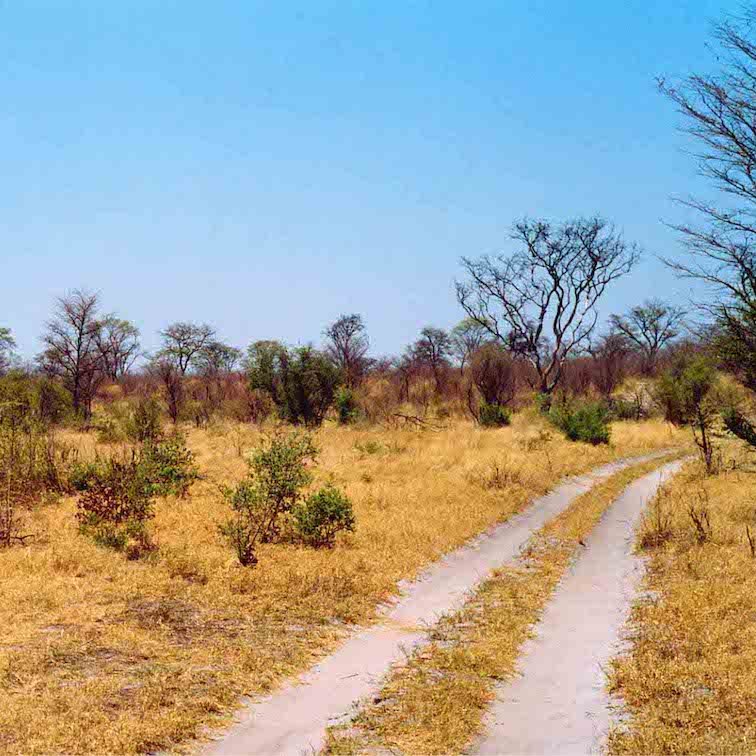 Botswana - Best Countries in African to Go on a Safari.jpg