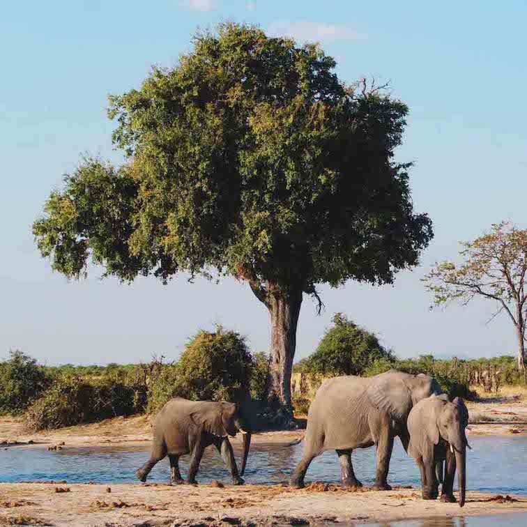 Botswana Safari - Best Countries in African to Go on a Safari.jpg