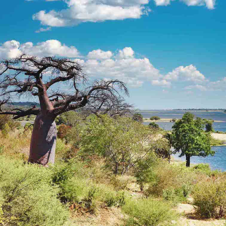 Botswana Safari Guide - Best Countries in African to Go on a Safari.jpg