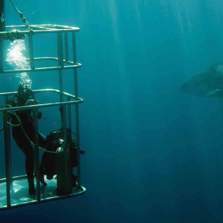 Shark Diving South Africa - Best Countries in African to Go on a Safari.jpg