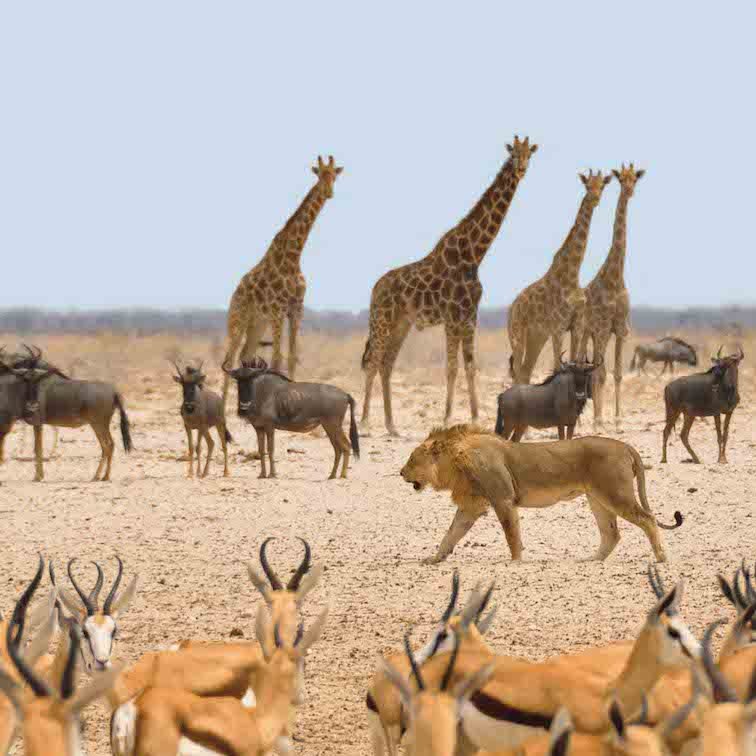 Namibia Safari Animals - Best Countries in African to Go on a Safari.jpg