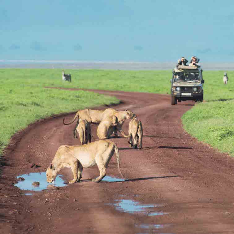 Tanzania Animals - Best Countries in African to Go on a Safari.jpg