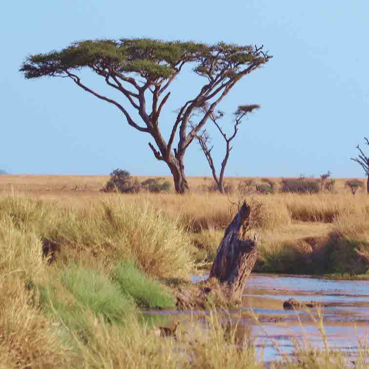 Tanzania Landscape - Best Countries in African to Go on a Safari.jpg