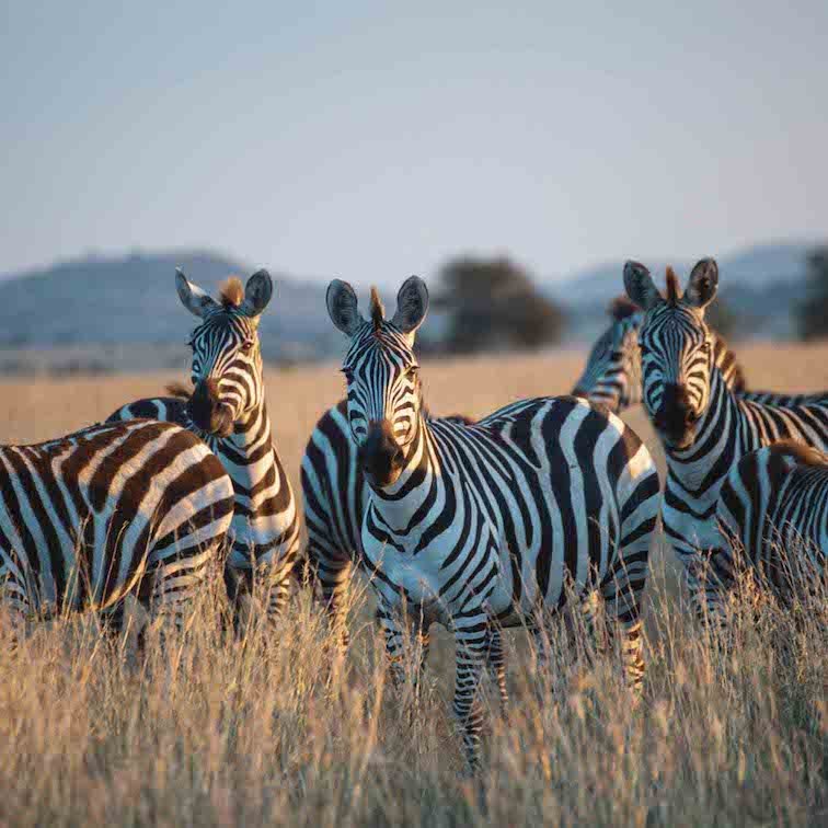 Tanzania Safari - Best Countries in African to Go on a Safari.jpg