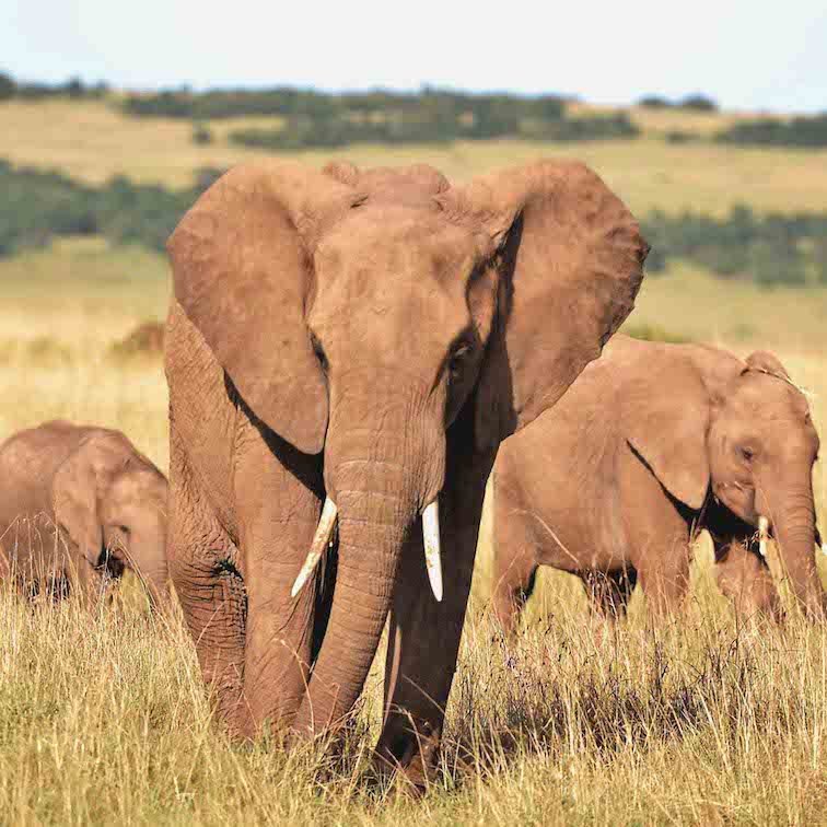Kenya Animals - Best Countries in African to Go on a Safari.jpg