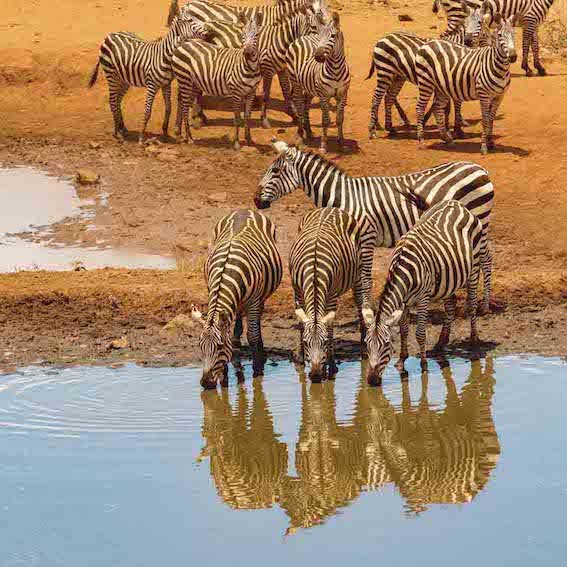 Kenya Safari - Best Countries in African to Go on a Safari.jpg