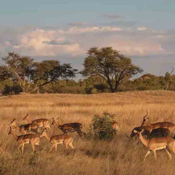 Zimbabwe Safari Animals - Best Countries in African to Go on a Safari.jpg