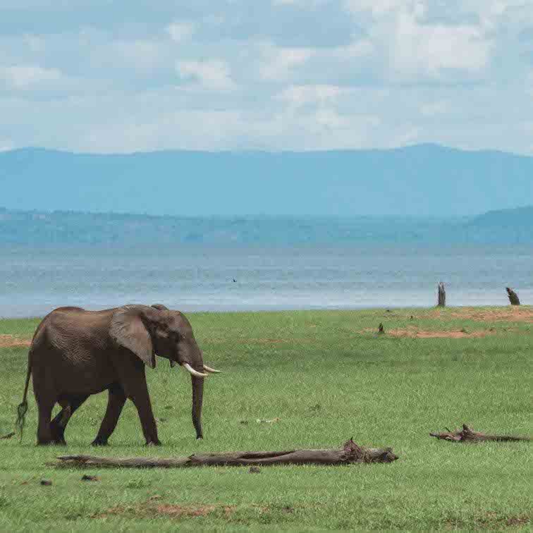 Zimbabwe Safari - Best Countries in African to Go on a Safari.jpg