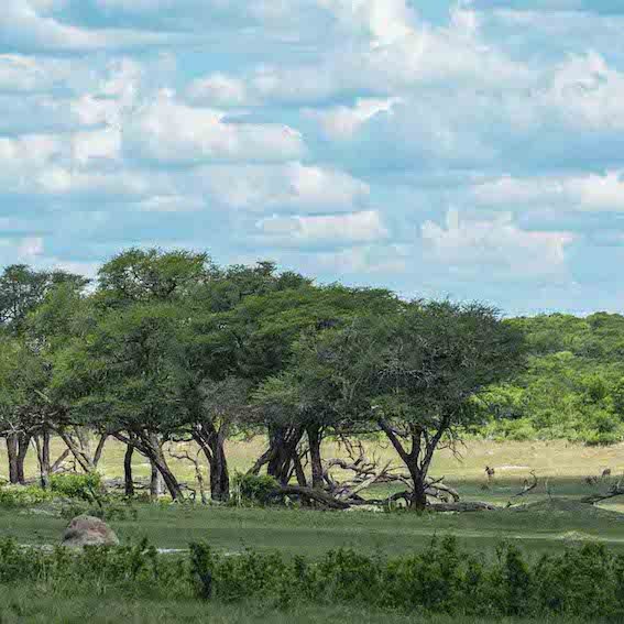 Zimbabwe Safari Landscape - Best Countries in African to Go on a Safari.jpg