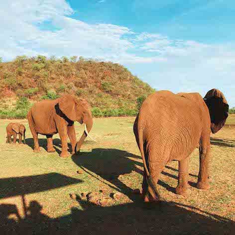 Zimbabwe Safari View - Best Countries in African to Go on a Safari.jpg