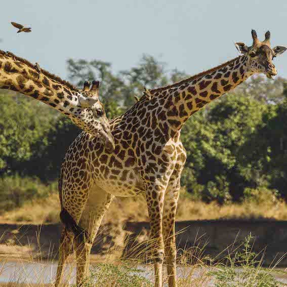 Zambia Safari - Best Countries in African to Go on a Safari.jpg
