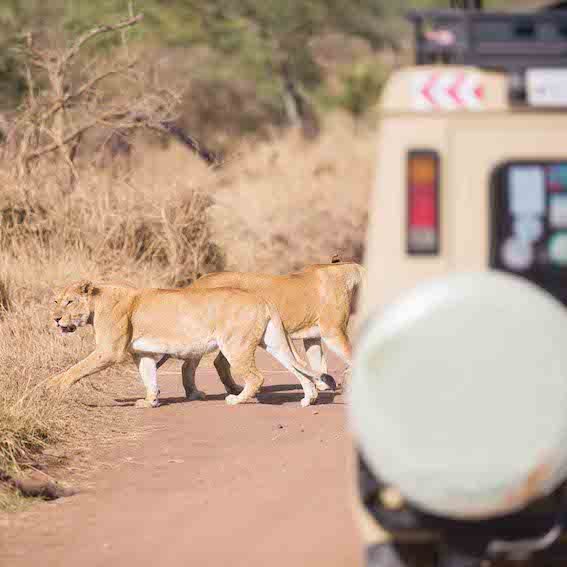 Are Game Drives Worth It - Game Drives vs Walking Safaris - Which one is best and which is for you - The Wildest Road Blog.jpg