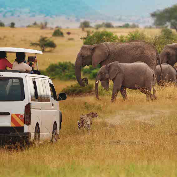 Game Drive African Safari - Game Drives vs Walking Safaris - Which one is best and which is for you - The Wildest Road Blog.jpg