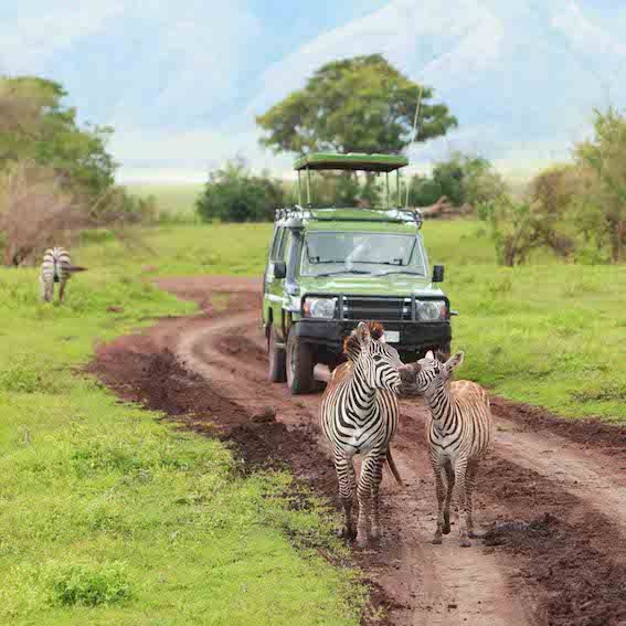 Game Drive Safari - Game Drives vs Walking Safaris - Which one is best and which is for you - The Wildest Road Blog.jpg