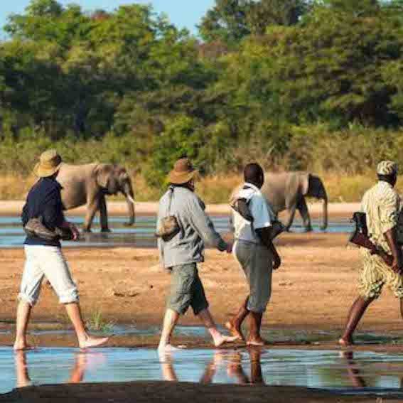 Walking Safari - Game Drives vs Walking Safaris - Which one is best and which is for you - The Wildest Road Blog.jpg