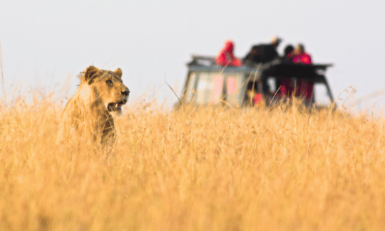 Game Drives vs Walking Safaris