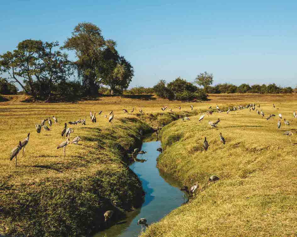 biggest safari in africa