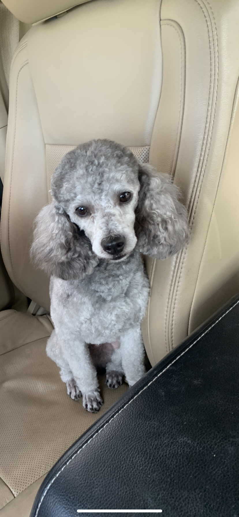 A cute gray poodle puppy sitting on a beige car seat, looking up with big dark eyes.