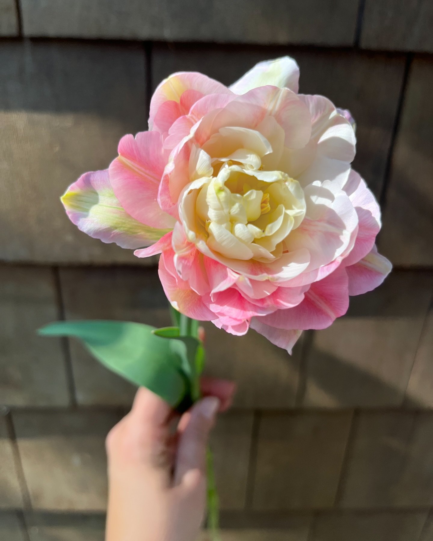 Consolation prize for waking up to open tulips&hellip;

#tulipseason #alchemyfarmhouse #aprilflowers #hudsonvalley #gardinerny #newpaltzny #hudsonvalleytulips